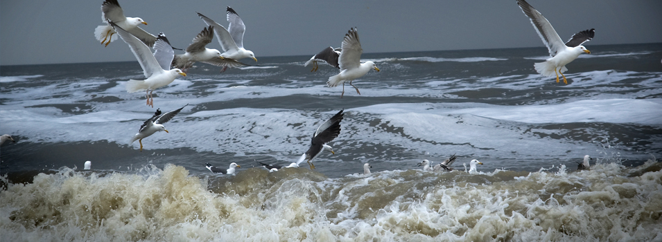 vogels fotografie